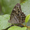 Northern Pearly Eye