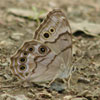 Northern Pearly Eye