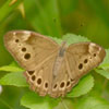 Northern Pearly Eye