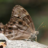 Northern Pearly Eye