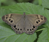 Northern Pearly Eye