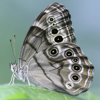 Northern Pearly Eye