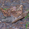 Northern Pearly Eye