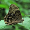 Northern Pearly Eye