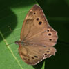 Northern Pearly Eye
