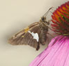 Silver-spotted Skipper