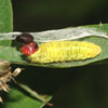 Silver-spotted Skipper