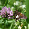 Silver-spotted Skipper