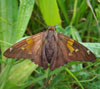 Silver-spotted Skipper