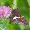 Silver-spotted Skipper