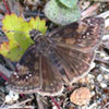 Wild Indigo Duskywing