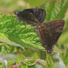 Wild Indigo Duskywing