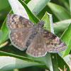 Wild Indigo Duskywing