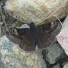 Wild Indigo Duskywing