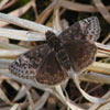 Wild Indigo Duskywing