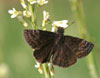 Wild Indigo Duskywing