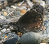 Wild Indigo Duskywing