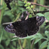 Wild Indigo Duskywing