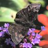 Wild Indigo Duskywing