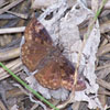 Wild Indigo Duskywing