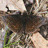 Sleepy Duskywing