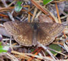 Sleepy Duskywing