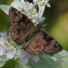 Horace's Duskywing