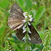 Horace's Duskywing