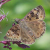 Horace's Duskywing