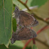 Horace's Duskywing