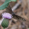 Horace's Duskywing