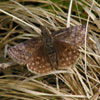 Dreamy Duskywing