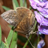 Dreamy Duskywing