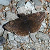 Juvenal's Duskywing