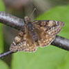 Juvenal's Duskywing