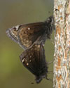 Juvenal's Duskywing