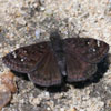 Juvenal's Duskywing