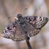 Juvenal's Duskywing