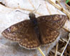 Juvenal's Duskywing