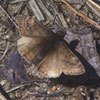 Juvenal's Duskywing