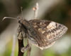 Persius Duskywing