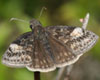 Persius Duskywing