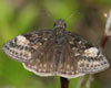 Persius Duskywing