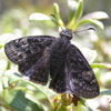 Persius Duskywing