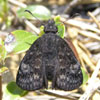 Persius Duskywing