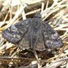 Persius Duskywing