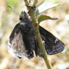 Persius Duskywing