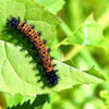Baltimore Checkerspot