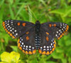 Baltimore Checkerspot