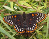 Baltimore Checkerspot